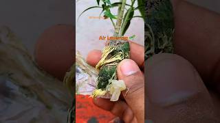 Plant germinate from Air Layering with✅️ Result 30 days roots shorts [upl. by Halyahs]