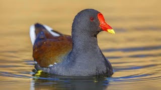 Moorhen Bird Real Hunt Sound Call [upl. by Wilfred]