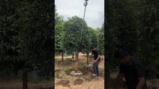 Osmanthus Fragrans Tree Transplanting Process [upl. by Vachil78]