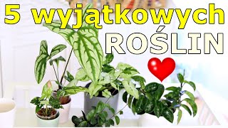 💚 5 roślin które warto mieć idealny SMOCZY liść zwykłeniezwykłe hoye interesujące syngonia 😍 [upl. by Eniamraj]