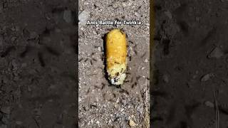 Ants battle over Twinkie ants battle experiment pigs [upl. by Rephotsirhc]