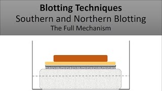 The Principle of Southern Blotting and Northern Blotting Blotting Techniques The Full Mechanism [upl. by Hamid]