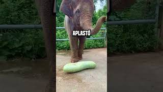 ¿Cómo puede un elefante comer una fruta tan grande shortsvideo [upl. by Orelle5]