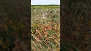 Chasing down a BIG BUCK bowhunting spotandstalk whitetail [upl. by Ymorej]