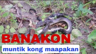 BANAKON KING COBRA NGA NAGLUNO HYBERNATE  MOST DANGEROUS SNAKE [upl. by Whitebook]