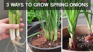 THREE WAYS TO GROW SPRING ONIONS  how to grow spring onions at home [upl. by Morette937]