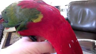 Chattering Lory Eating and Talking [upl. by Dust]