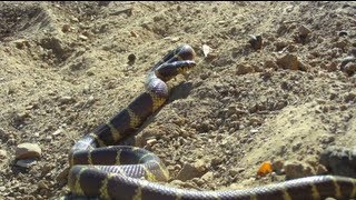 The California King Snake [upl. by Alaine]