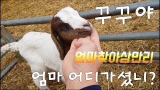 서울촌놈의 염소농장 24시  고아될뻔한 아이들 구하기 대작전 1탄메이와 꾸꾸 plan to find the mother goat for baby goats goatlings [upl. by Eppes]