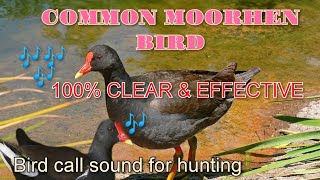 MOORHEN BIRD UWIS CALL SOUND FOR HUNTING PARA LUMABAS AT LUMAPIT [upl. by Ganiats219]