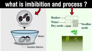 imbibition  role of imbibition in plant life  process of imbibition  in Hindi [upl. by Ahsaelat]