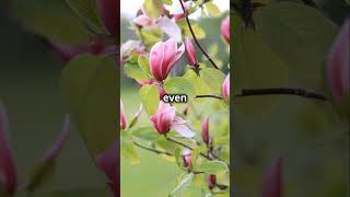 Amazing Facts About Magnolia Trees [upl. by Tressa448]