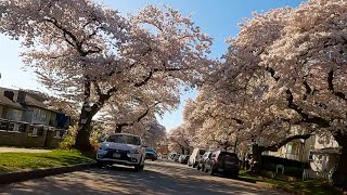 Ride 313  Vancouvers cherry blossom highlights [upl. by Slade]