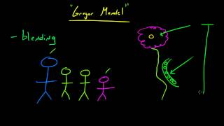 Biology Lecture  59  Gregor Mendel and Genetics [upl. by Faletti]