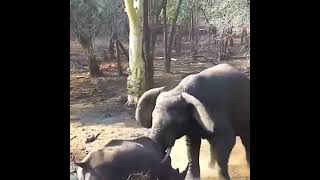 fight between elephant or rhinoceros elephant 🐘 VS rhinoceros   animal life animallife [upl. by Alhsa]