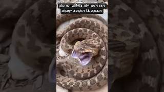 রাসেলস ভাইপার সাপ এখন কেন বাড়ছে Russells viper snake russellsviper snake video news shorts [upl. by Wakefield]