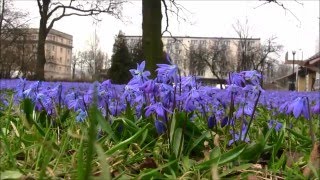 Spring  Zakwitły cebulice w parku Klepacza w Łodzi  Blue flowers in the park [upl. by Atilef]