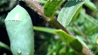 Monarch Butterfly Life Cyclewmv [upl. by Kenric]