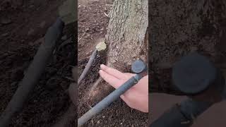 Root Flare Excavation Saving Your Tree from Girdling Roots shorts [upl. by Rabelais]