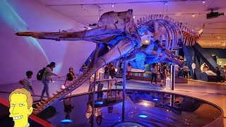 Royal Ontario Museum Tour Featuring Great Whales [upl. by Nerrot]