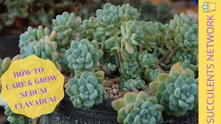 How To Grow amp Care For Sedum Clavatum [upl. by Rutherfurd]