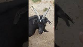 petting a goat at Wingham wildlife Park [upl. by Adelaida]