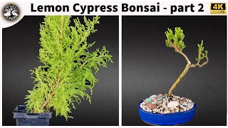 Lemon Cypress Bonsai  part 2 [upl. by Kary]