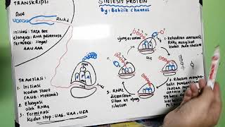 Proses Sintesis Protein  Transkripsi dan Translasi [upl. by Omor674]