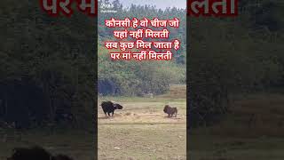 कौनसी हे वो चीज जो यहां मिलती नहीं सब कुछ मिल जाता है पर मां मिलती नहीं animal motivation sorts [upl. by Courtland]