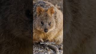 The quotquotFriendliestquot animal of all time  Quokkas 😊😊😊 [upl. by Bernita]