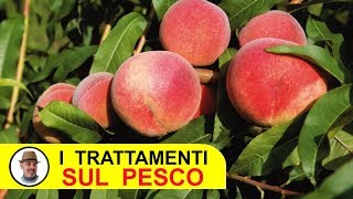 TRATTAMENTI SUL PESCO con fungicidi e insetticidi [upl. by Eyr]