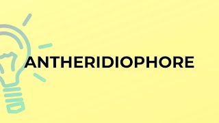 What is the meaning of the word ANTHERIDIOPHORE [upl. by Scevour242]