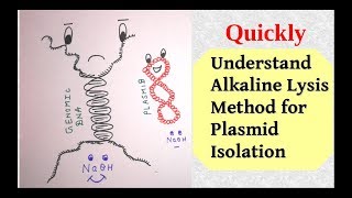 Plasmid Isolation by Alkaline Lysis Method [upl. by Good25]