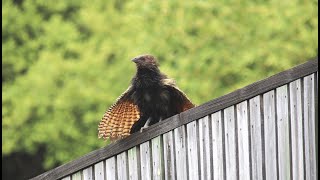 The Pheasant Coucal Different Calls  Townsville Australia [upl. by Eugenides]