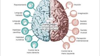 Los Hemisferios Cerebrales [upl. by Grove]