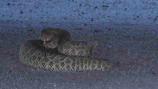 Nice Mojave Rattlesnake [upl. by Araec]