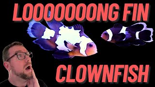 Loooong Fin Clownfish [upl. by Hebe]