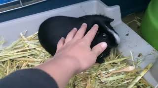 POV Patting a Guinea pig [upl. by Farro]