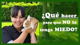 ¿Tu conejo 🐰te tiene miedo 5️⃣ consejos para GANARSE SU CONFIANZA [upl. by Fregger]