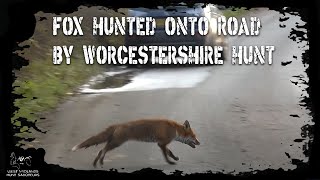 Fox hunted onto road by Worcestershire Hunt [upl. by Salema]