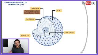 Núcleo Celular  Carioteca  Cromatina  Poro  Cariolinfa  Nucléolo  Citologia [upl. by Haila]
