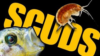 SCUDS Everything You Need to Know How to Culture amp Harvest Live Gammarus for Your Aquarium Fish [upl. by Bouchard409]