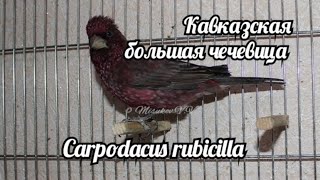 Кавказская большая чечевица  Carpodacus rubicilla [upl. by Lynnell]