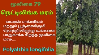 நெட்டிலிங்க மரம் மருத்துவ பயன்கள்nettilinga treePolyalthia longifolia [upl. by Adnilemreh]