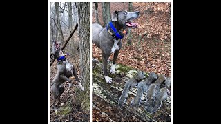 Squirrel Dog Original Mountain Cur Squirrel Dog JukeboxThunder Original Mountain Cur [upl. by Brabazon474]