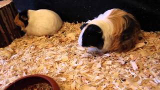 Meerschweinchen Baby Update  Kaninchen  Die Meeries [upl. by Dnanidref]