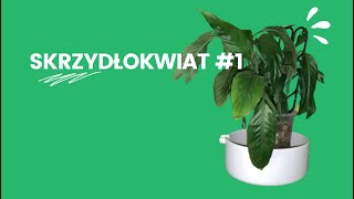 🌱 SKRZYDŁOKWIAT 1 gnijące korzenie po przesadzeniu do hydroponiki [upl. by Eveline904]