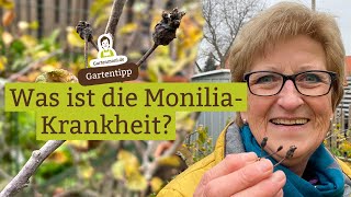 Was ist die MoniliaKrankheit und woran erkennt man sie Sofortmaßnahmen bei Monilia an Obstbäumen [upl. by Eisiam]