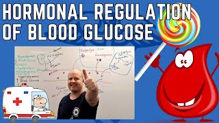 Hormonal Control of Blood Glucose Hyperglycaemia and hypoglycaemia Glucagon and Insulin [upl. by Neale]