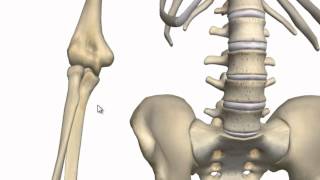 Elbow Joint  3D Anatomy Tutorial [upl. by Rma580]